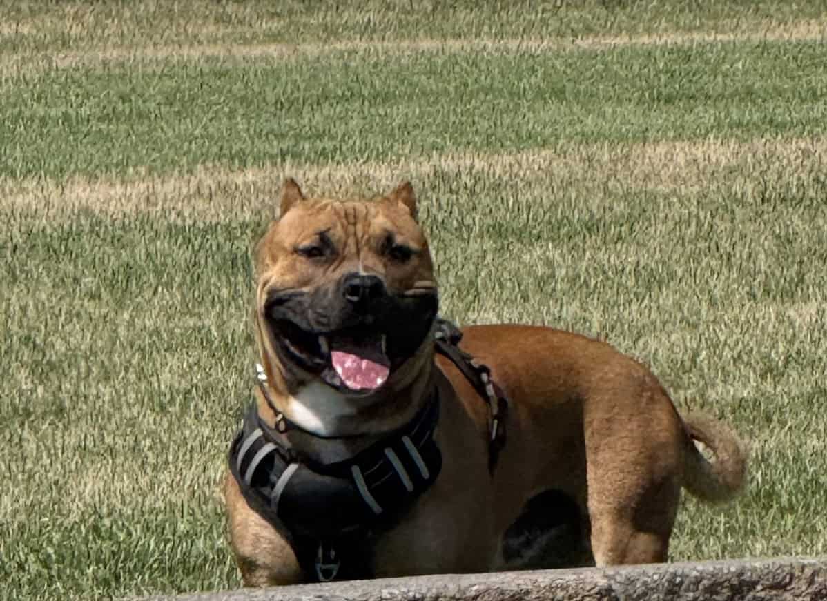 American bully for sale He is full registration image 3