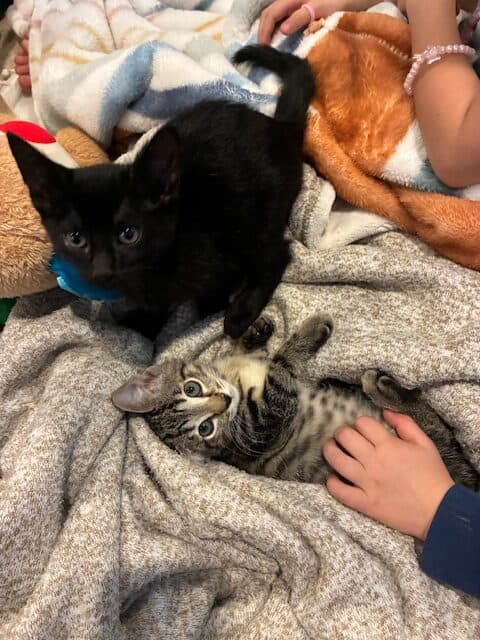 Free 9 week old kittens image 1