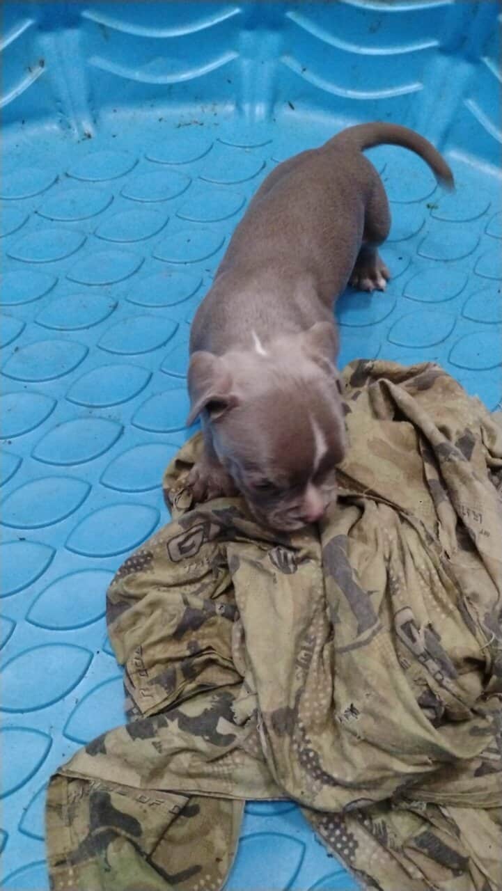 American Bully puppies for sale image 5