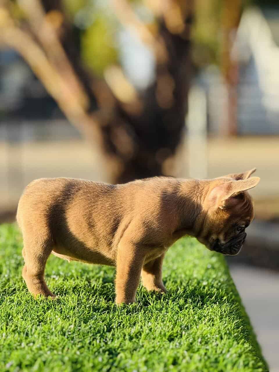 FRENCH BULLDOG PUPPY image 6