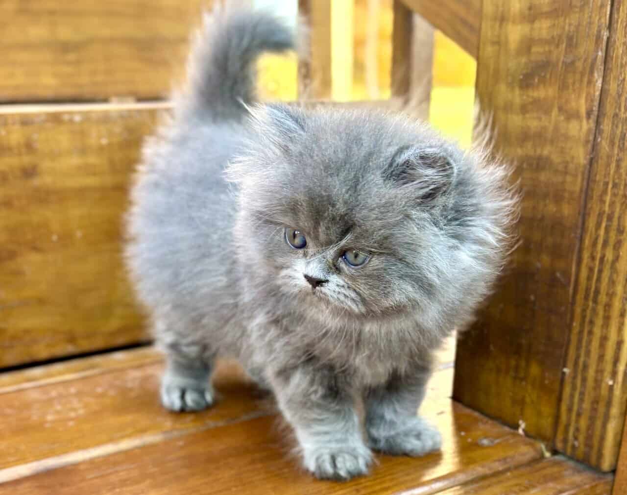 Persian Kittens image 2