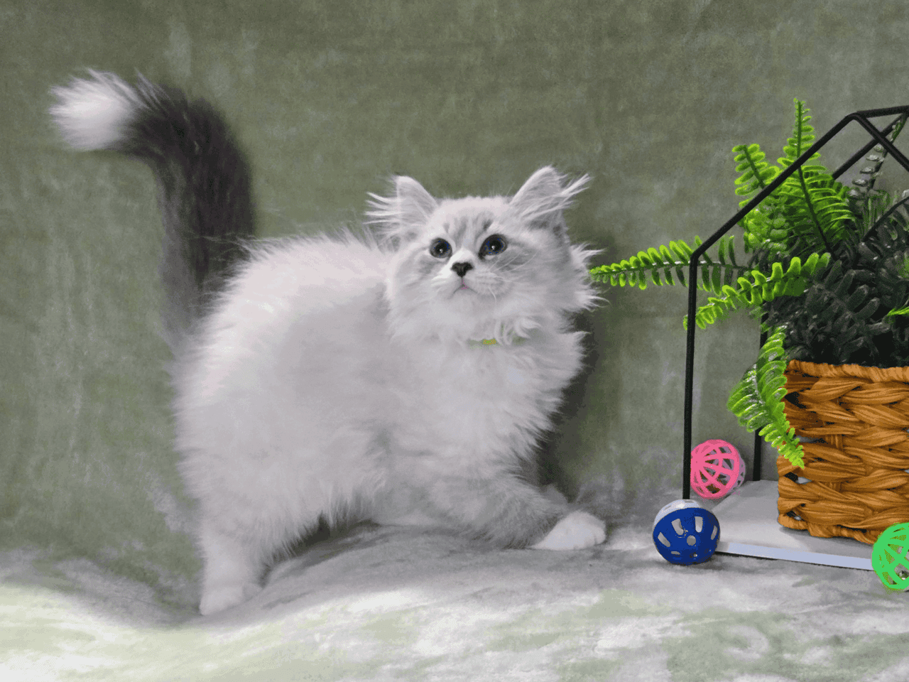 HYPOALLERGENIC Siberian kittens!! image 4