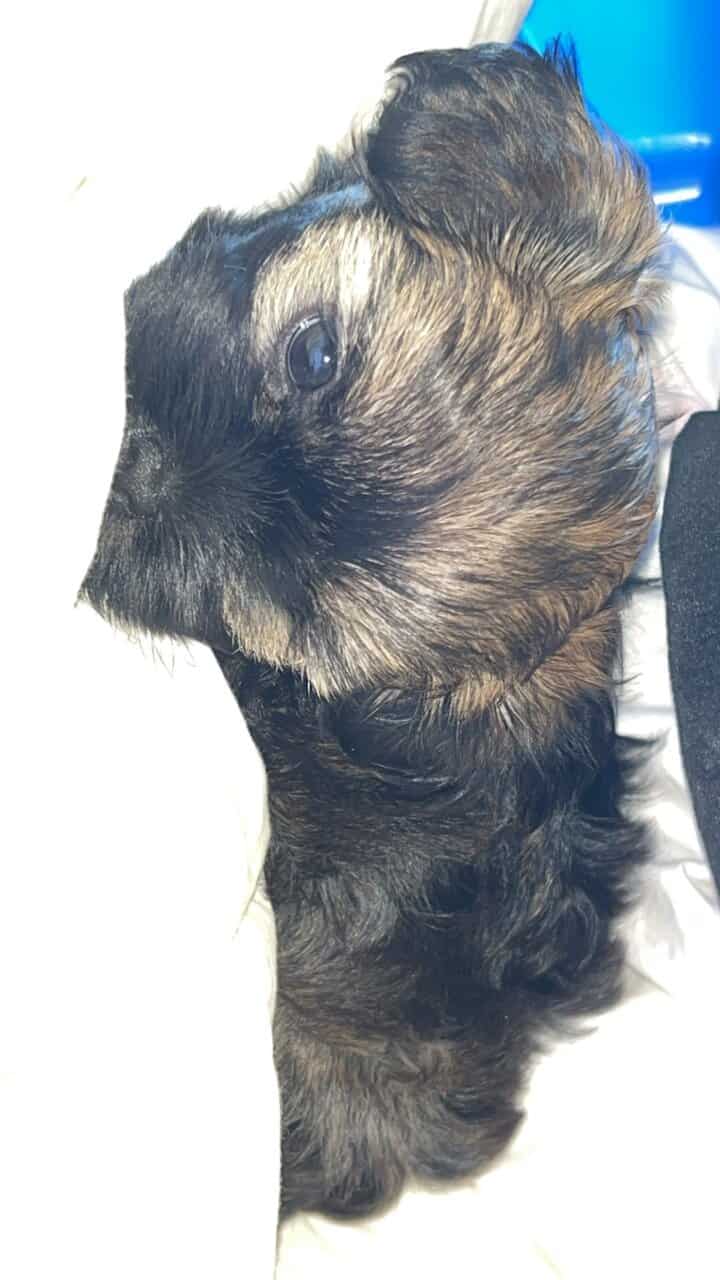 Shih tzu/yorkie male image 4