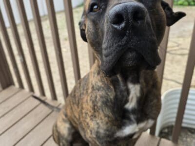 Presa Canario -14 month old intact male