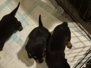 Rottweiler puppies