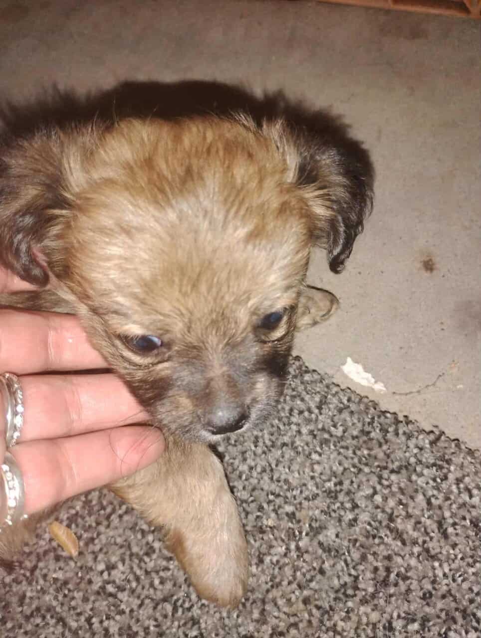 Incredibly adorable puppies image 6