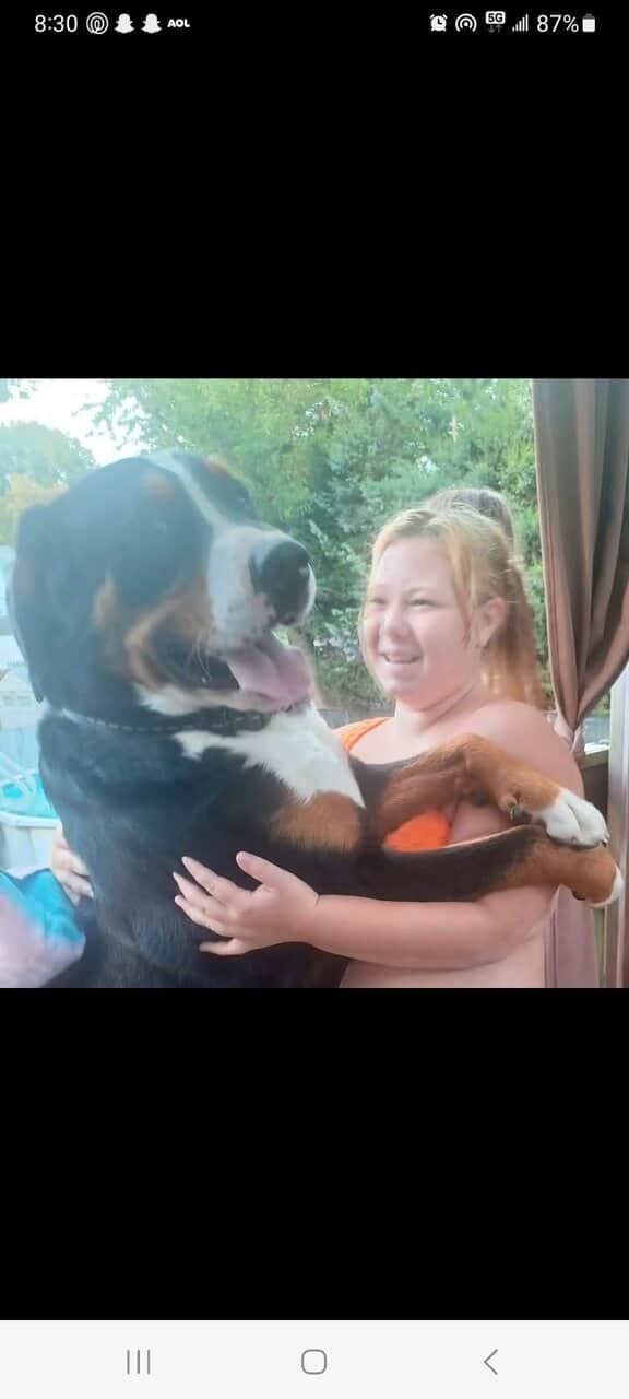 Greater Swiss Bernese Mountain Dog Hybrid image 2