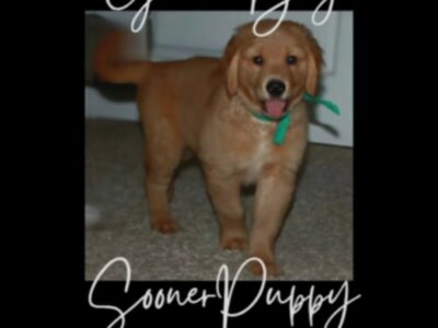 Golden Retriever Puppies – AKC