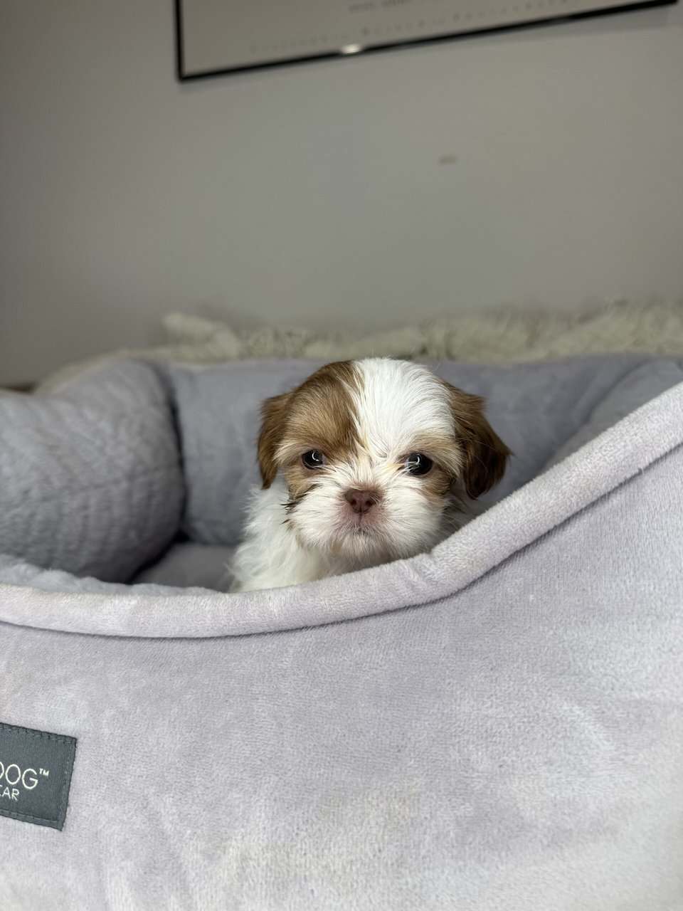 Shih Tzu Girl Puppy (Muffy) image 1