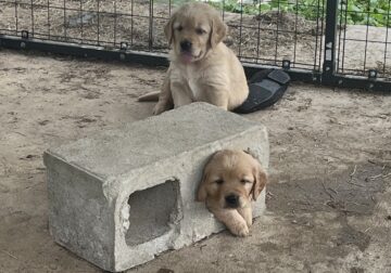 Cedar Creek Golden Retrievers