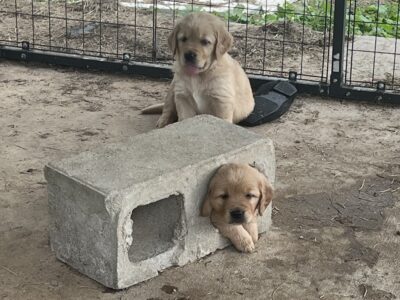 Cedar Creek Golden Retrievers