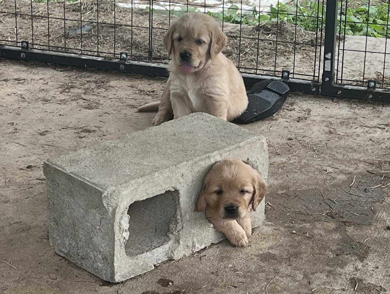 Cedar Creek Golden Retrievers image 1