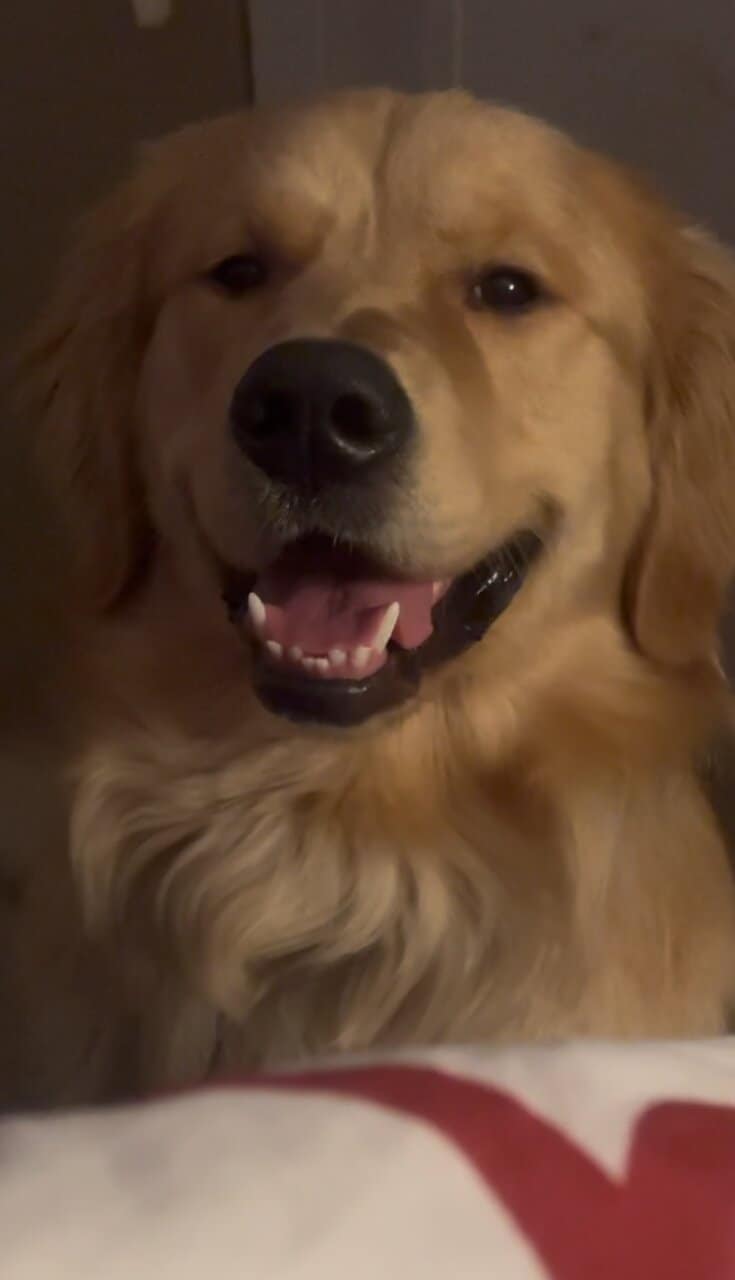 Rehoming Golden Retriever – Needs a Loving Home (Y image 4