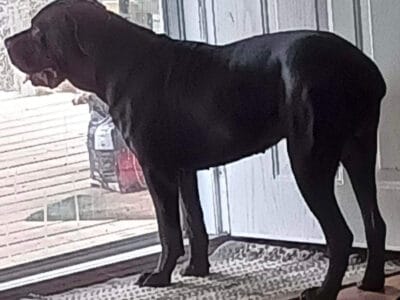 3 yr old Female Cane Corso for Sale