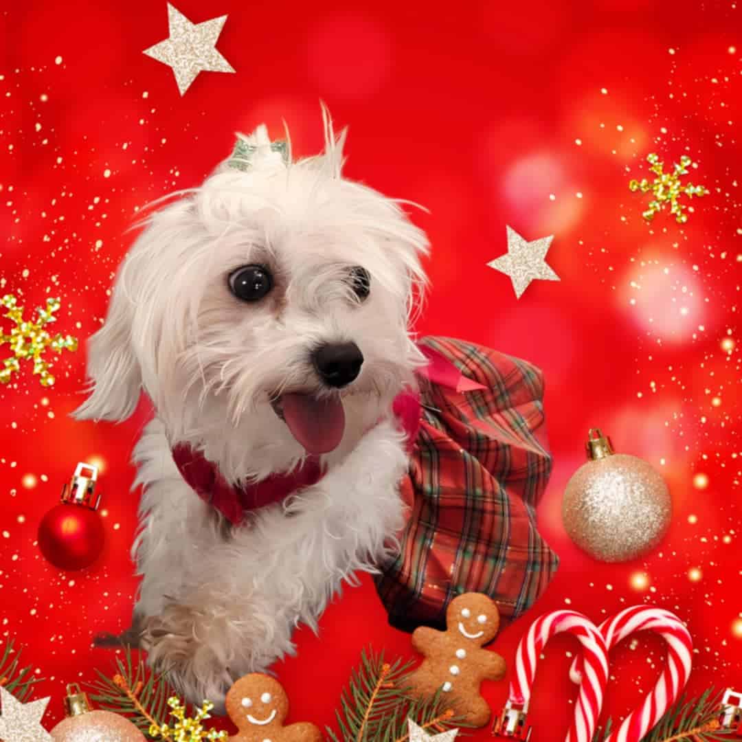 Maltipoo image 2