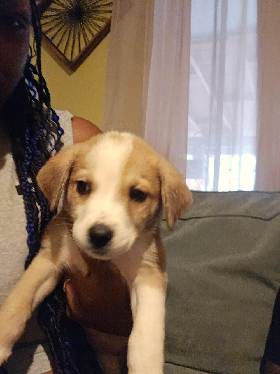 Labrabull puppies image 7