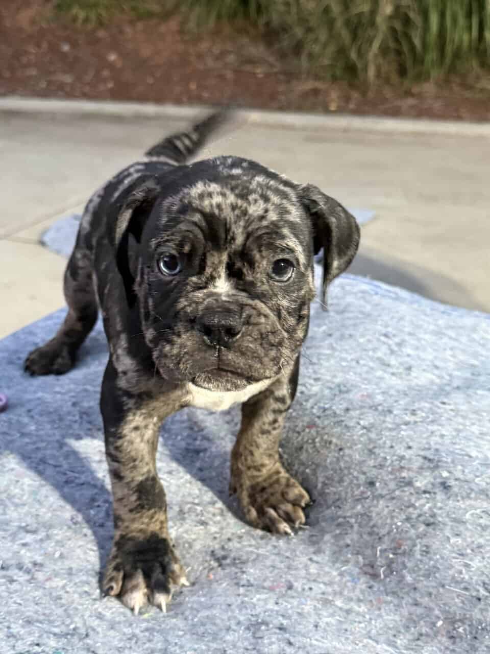 American Bully x English Bulldog Puppies – Unique image 3