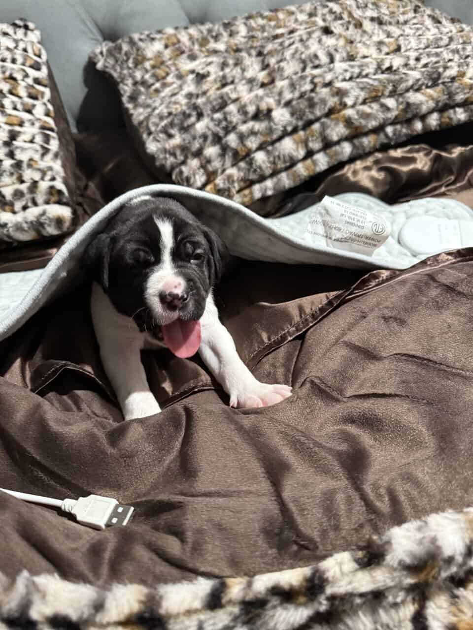 Pitbull / Great Dane puppy image 5