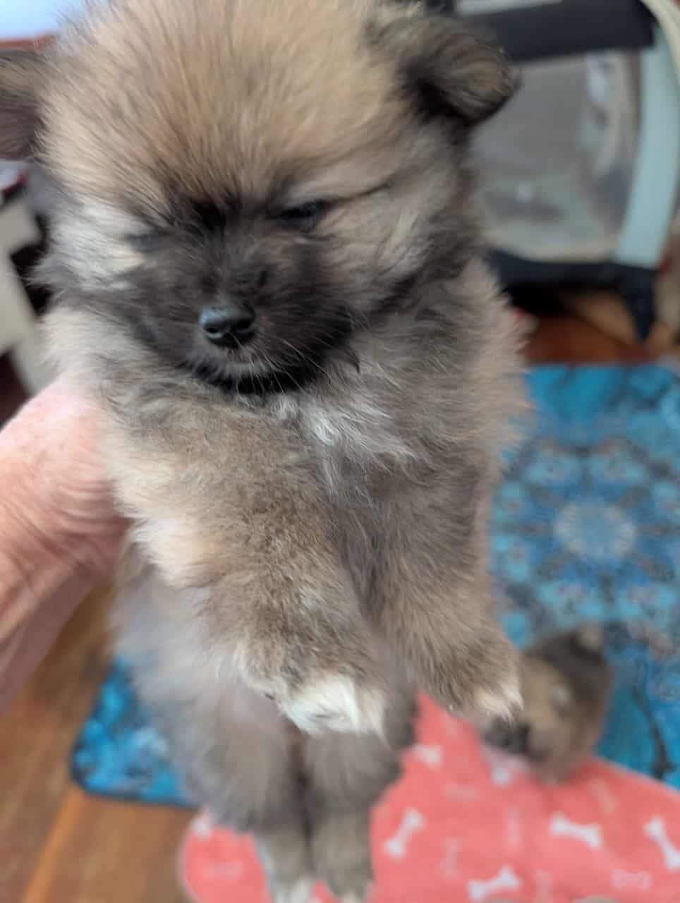 Pommeranians puppies image 4
