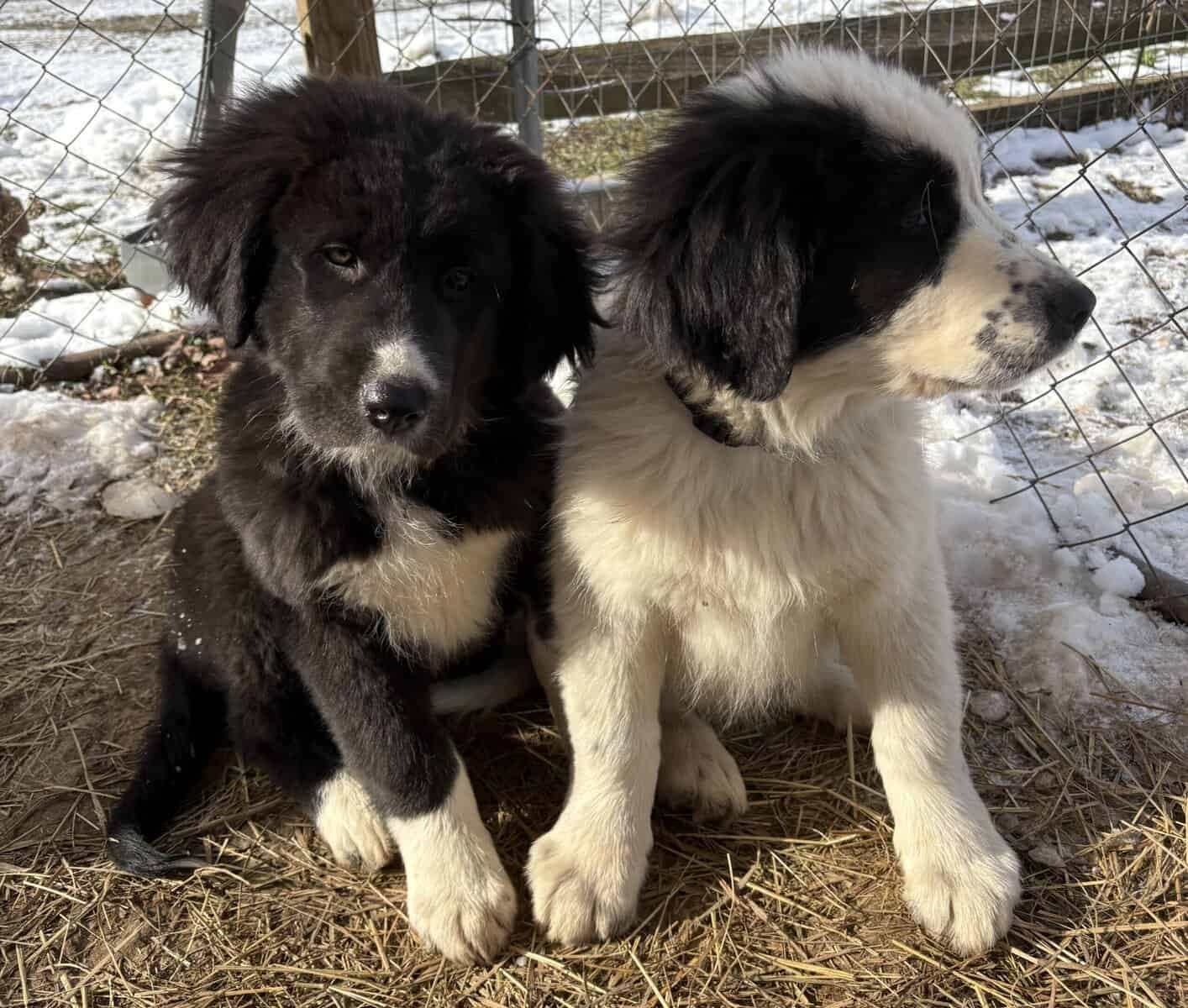 Livestock Guardian pups (LGD) image 7
