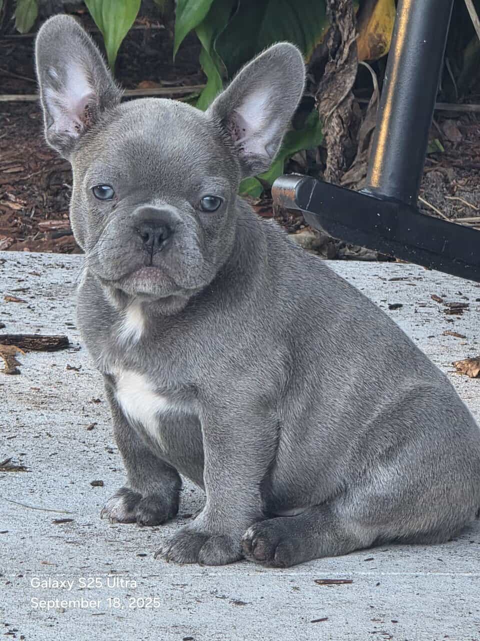 French bulldog babies image 1