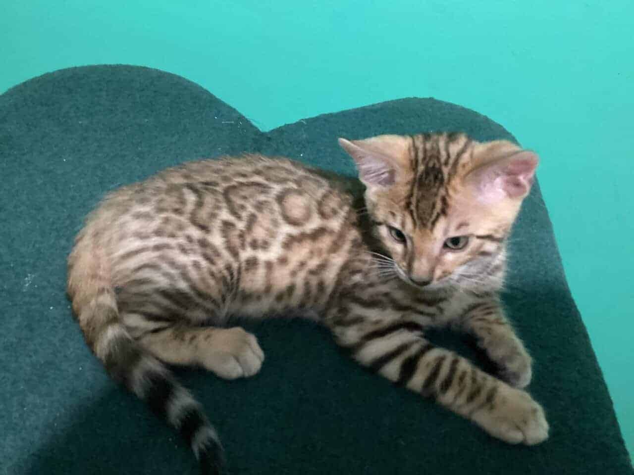 Purrr-n’s Wild Kingdom Exotic. YKittens image 15