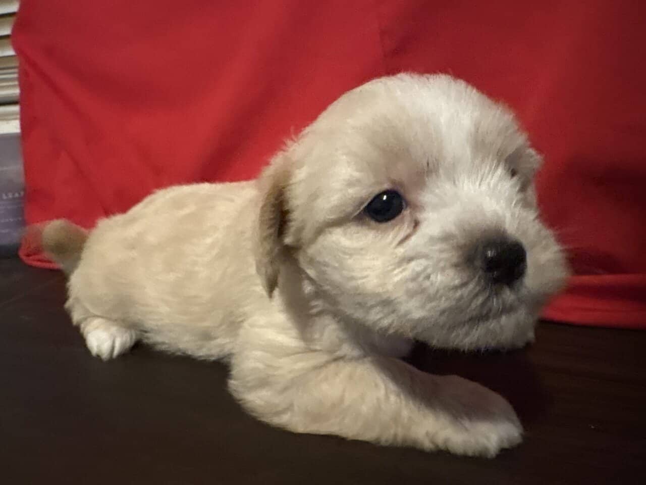 Shorkies needing home ASAP!! image 4