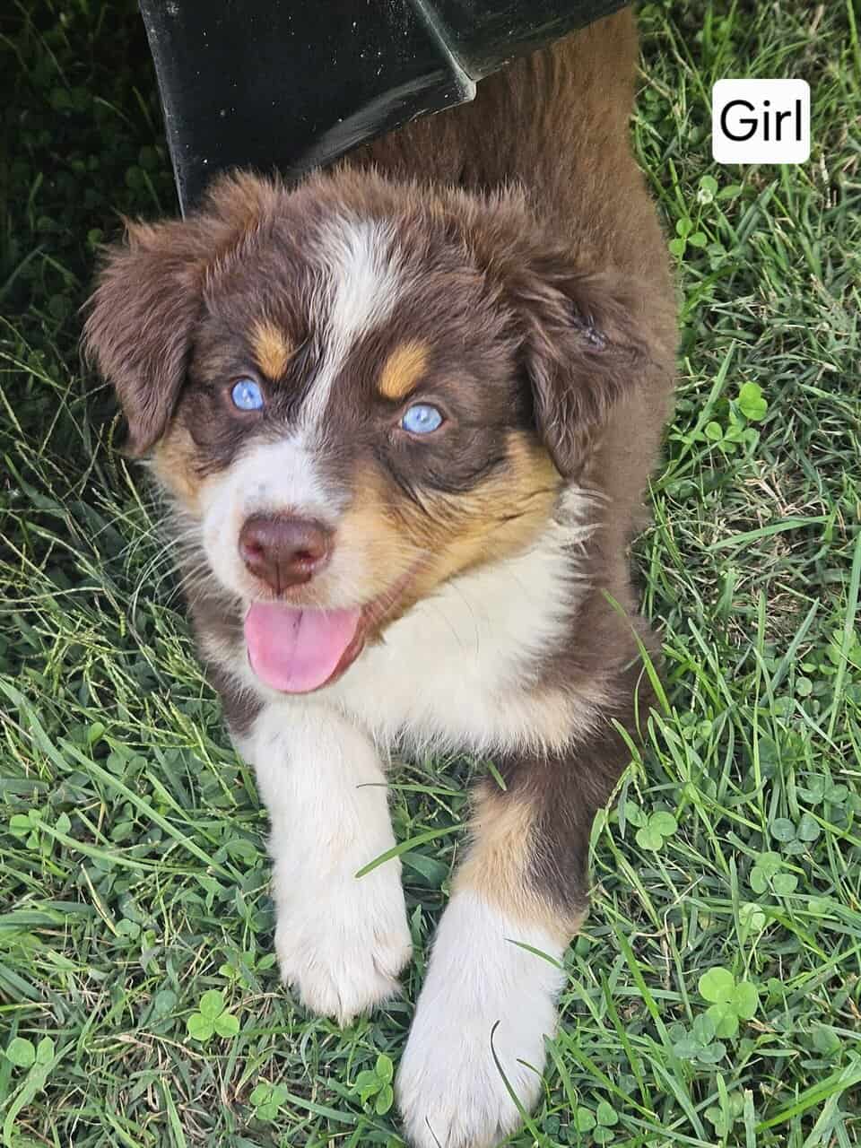 Aussie pups image 4