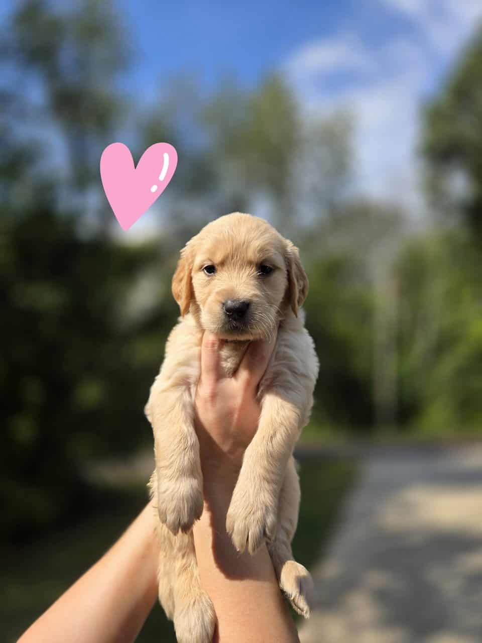 AKC Golden Retriever Puppies image 6