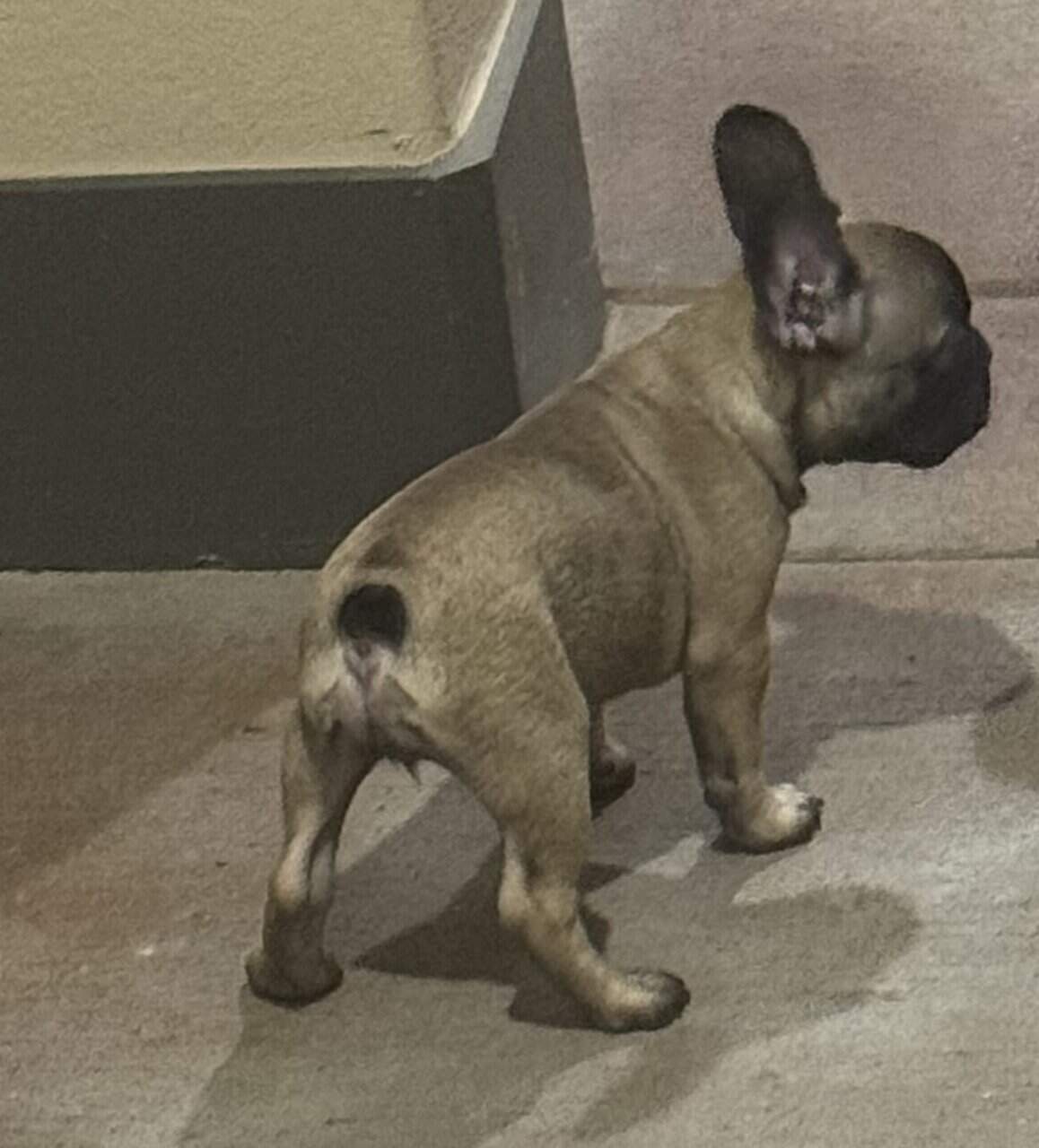 FRENCH BULLDOG 2 image 2