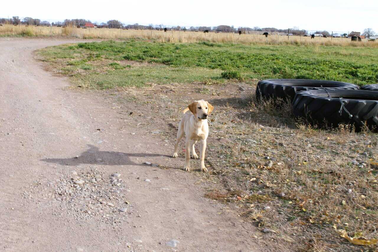 AKC Hunting Lab image 2