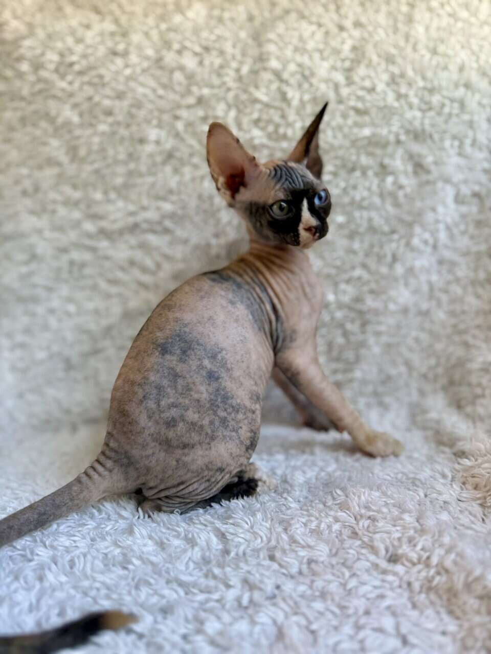 Sphynx Kittens image 1