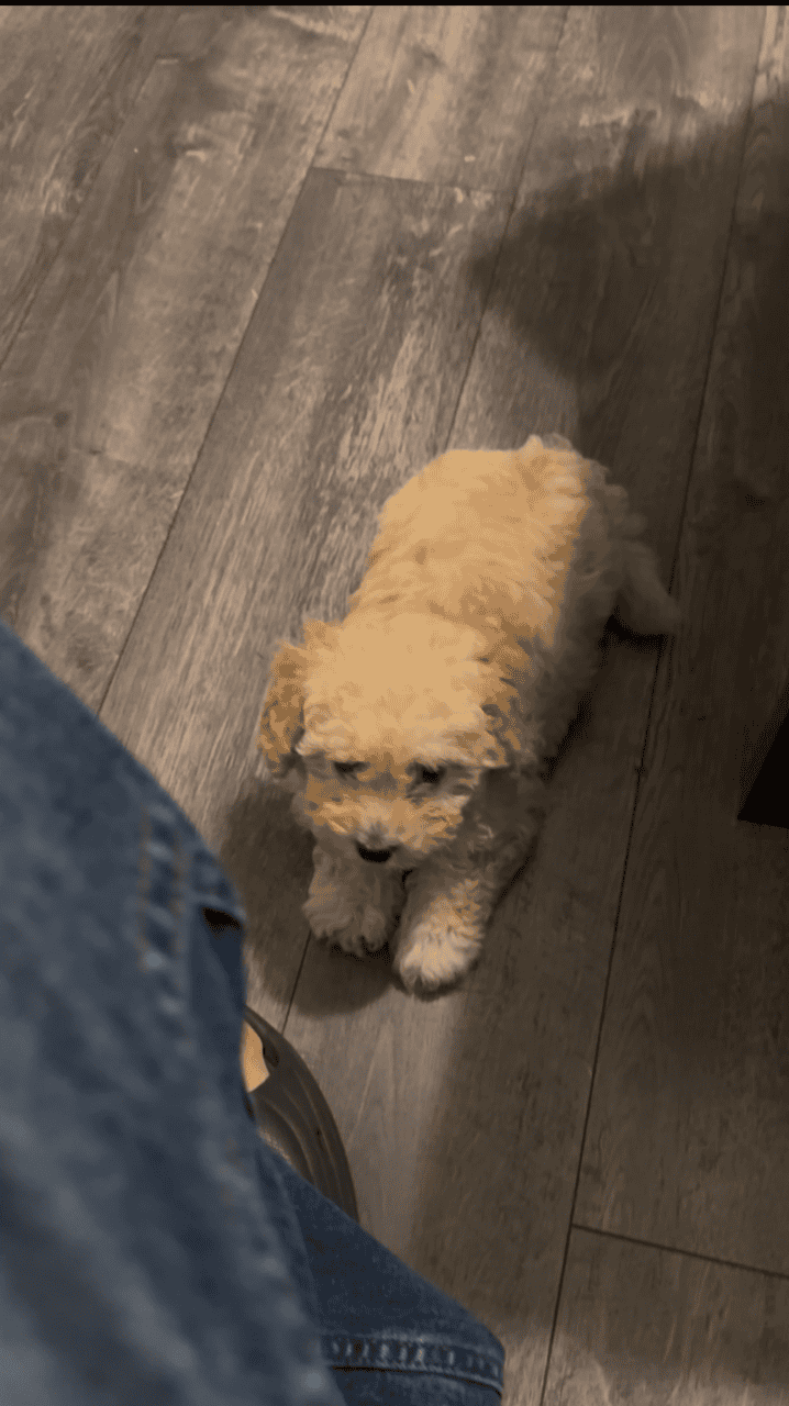 Precious boy Toy Poodle Puppy image 7