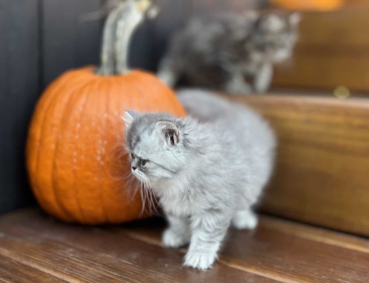 Persian Kittens image 7