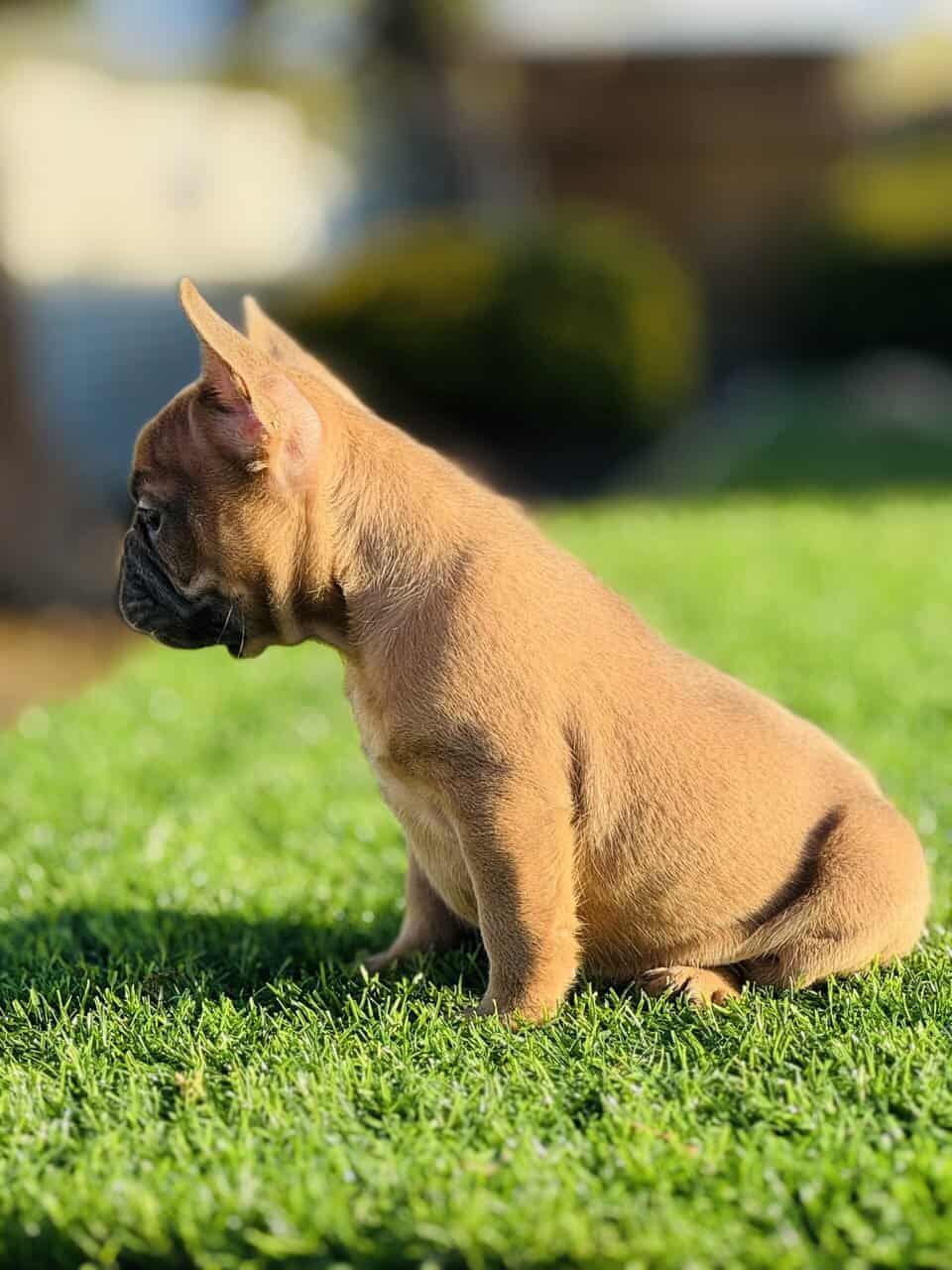 FRENCH BULLDOG PUPPY image 2
