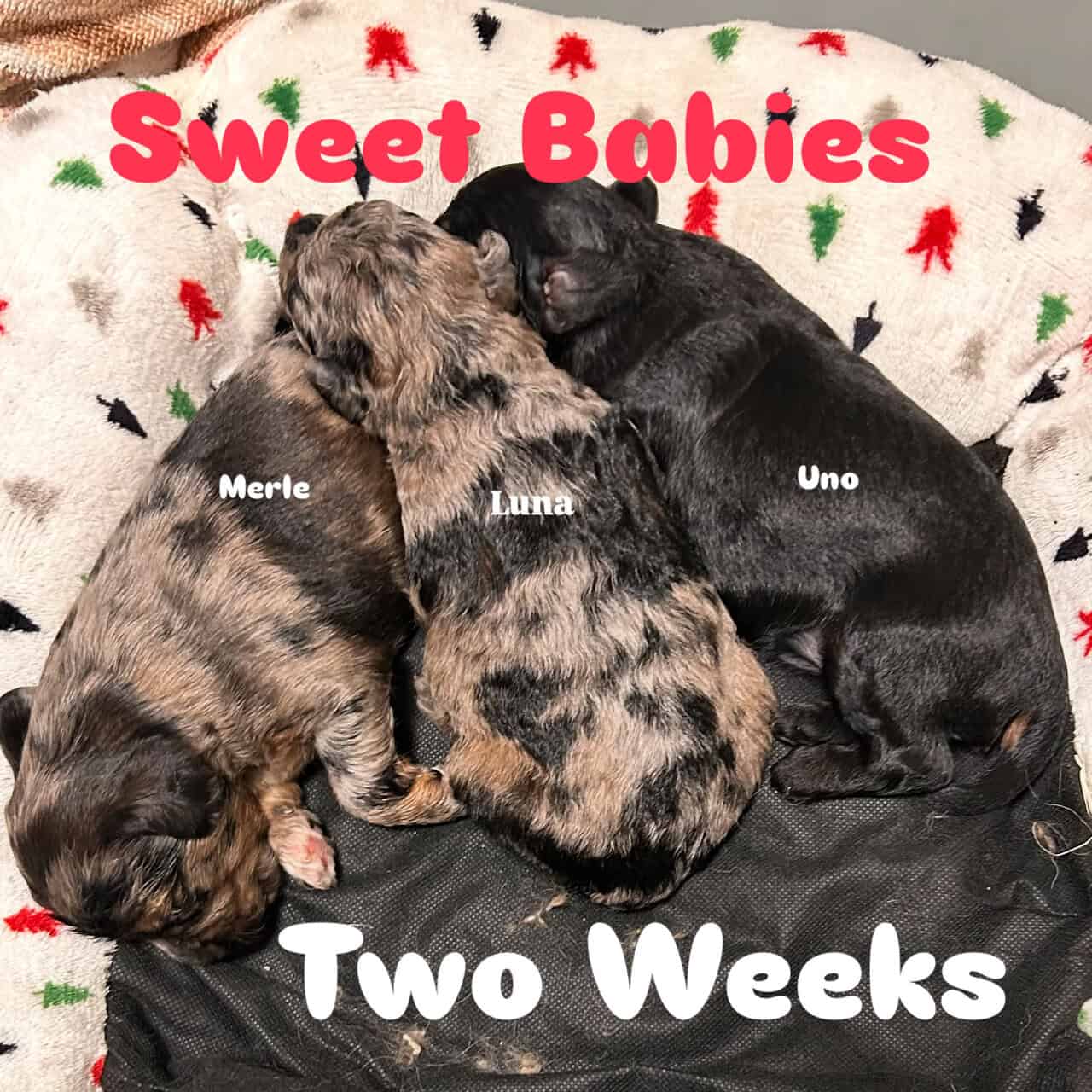 Mini Blue Merle Cavapoo Pups | PetClassifieds.com