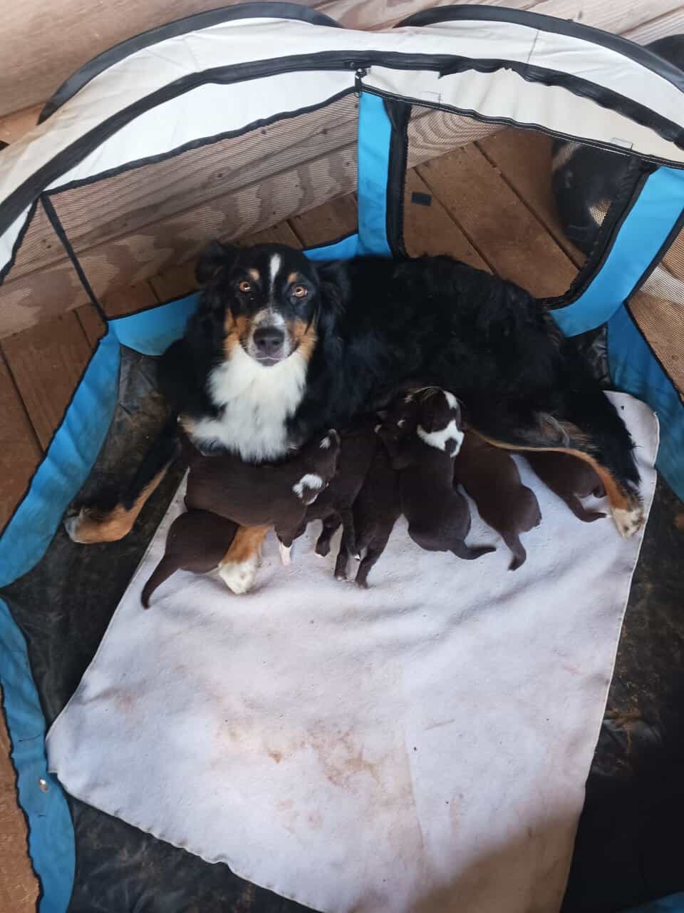Australian Shepherd Puppies image 8