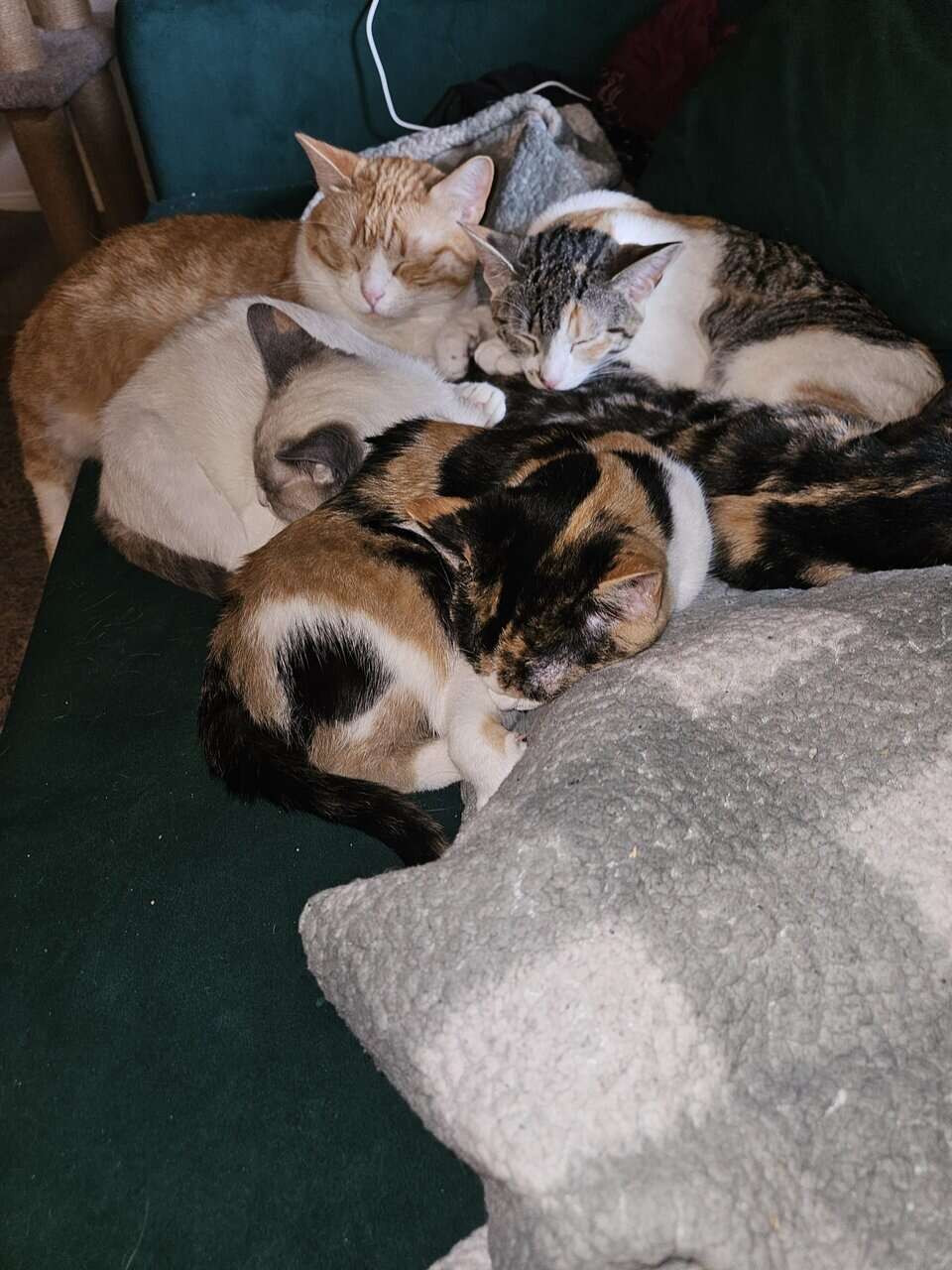 4 Female Cats, 1 yr, needing to be rehomed image 12