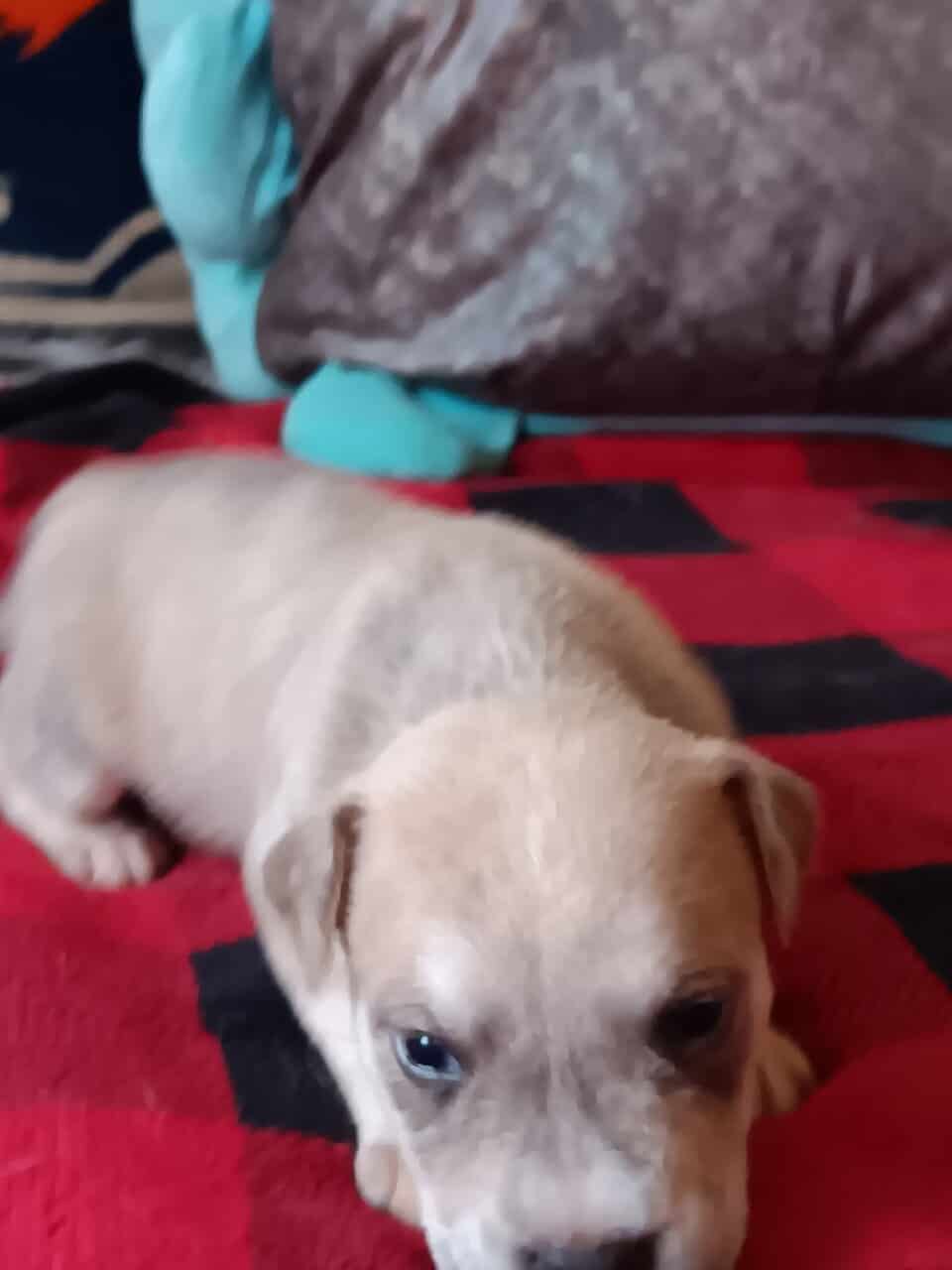 Mixed breed puppies image 1