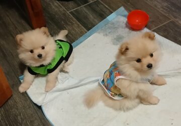 Pomeraninans for sale