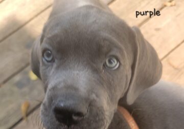 Cane Corso puppies