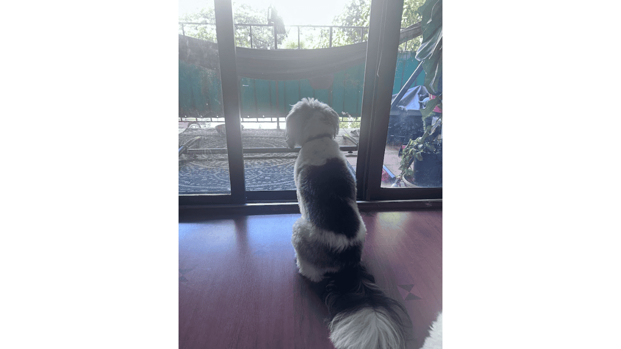 🐾 Meet Panda & Snow 🐾 image 1