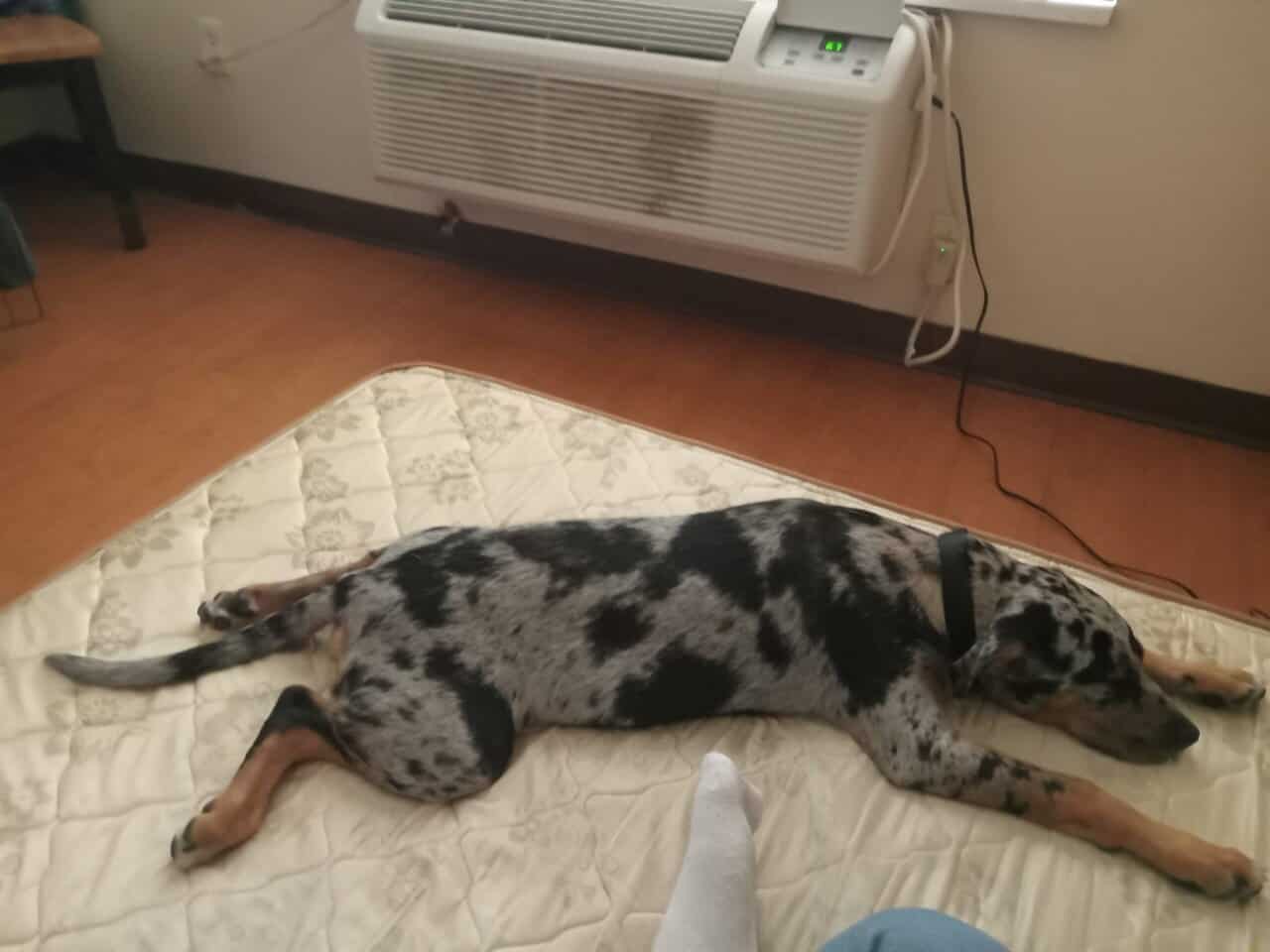Catahoula leopard puppy image 2