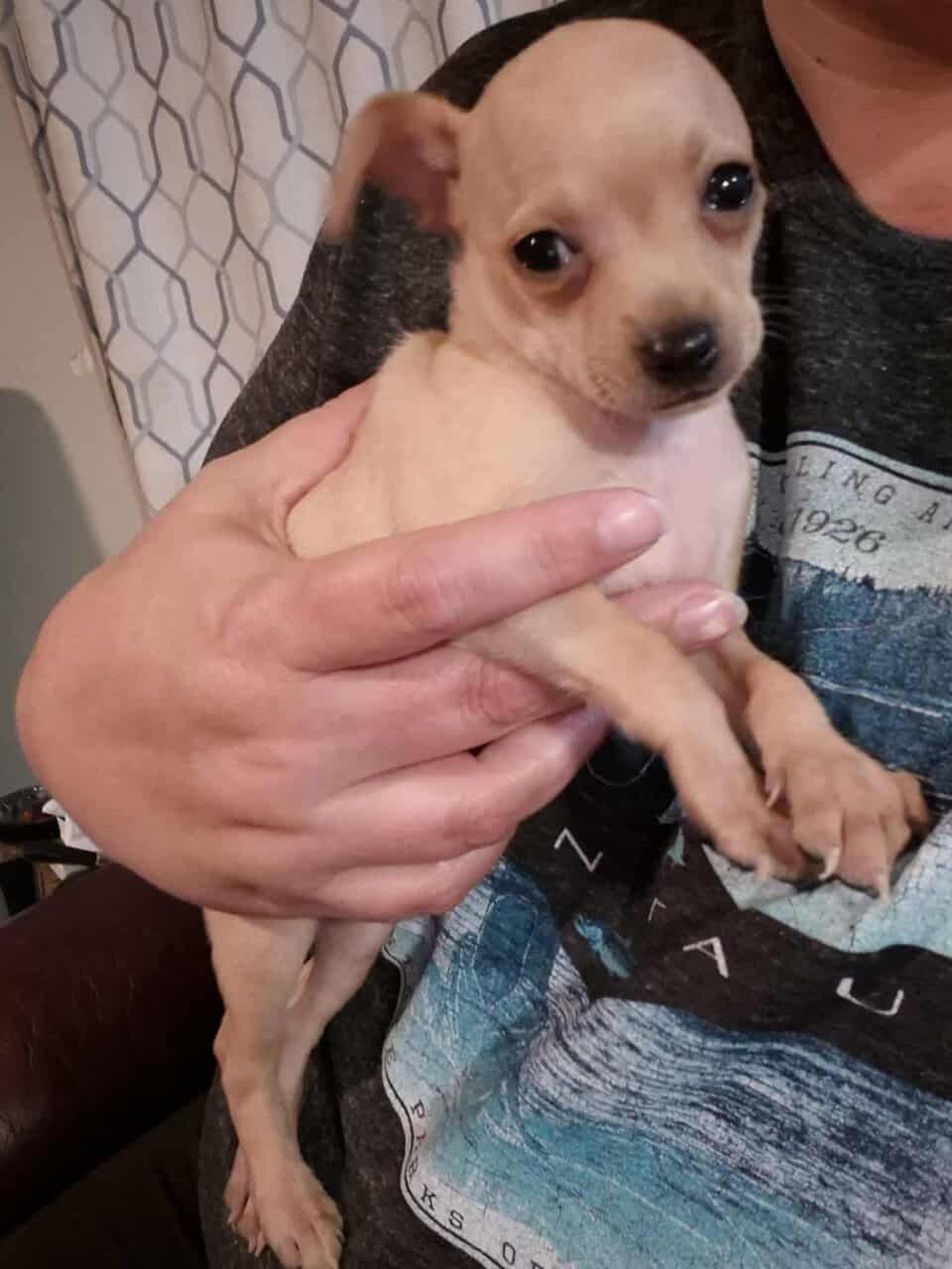 Rehoming Chihuahua Puppies image 8