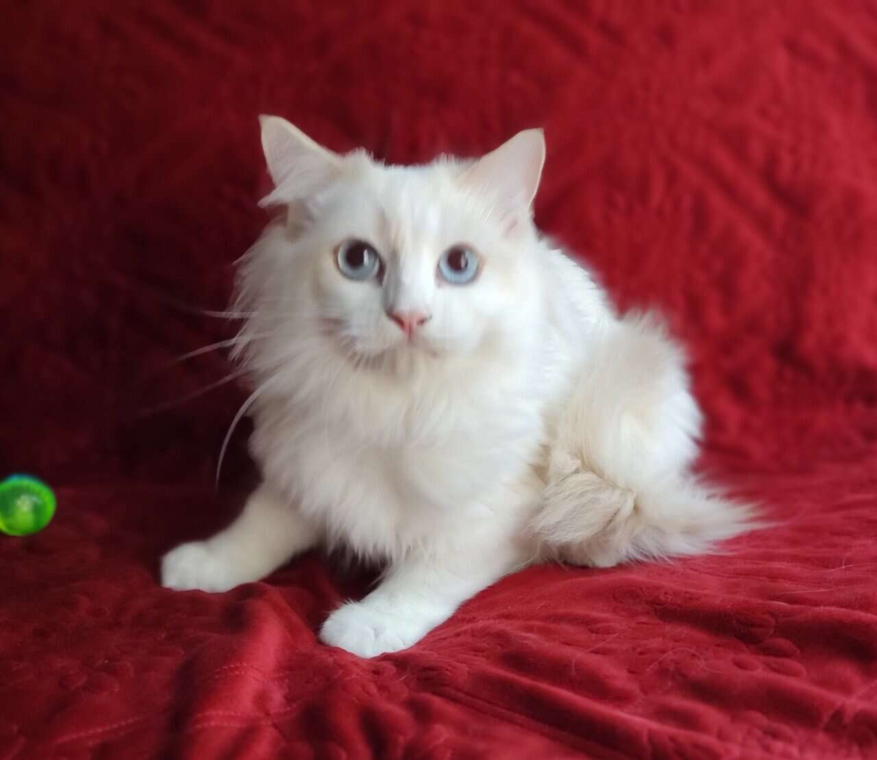 PURRFECT COMPANION: Traditional Lilac Bicolor Male image 3