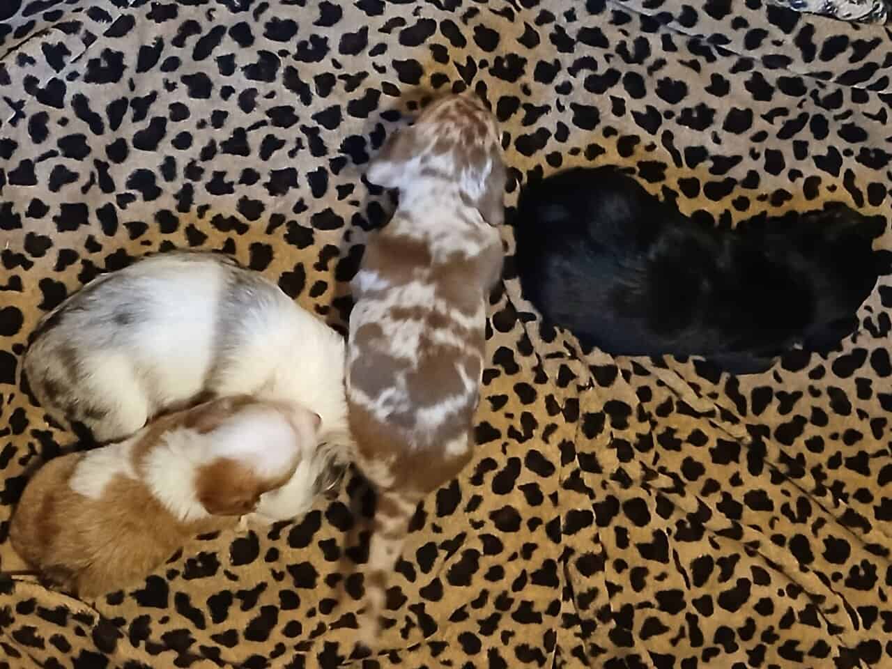 Dachshund puppies image 13