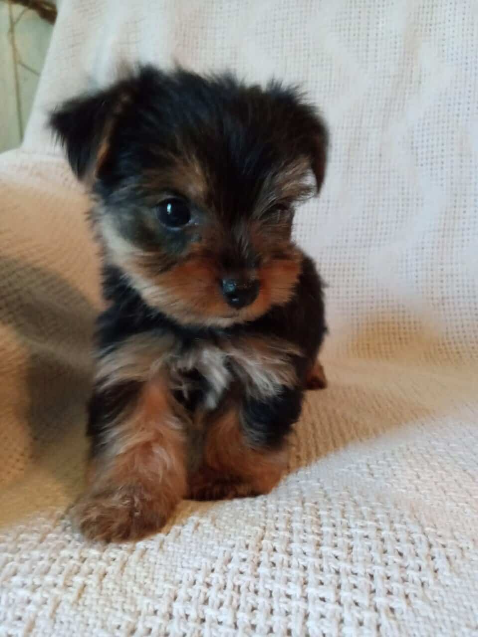 AKC registered male Yorkshire terrier puppy image 3