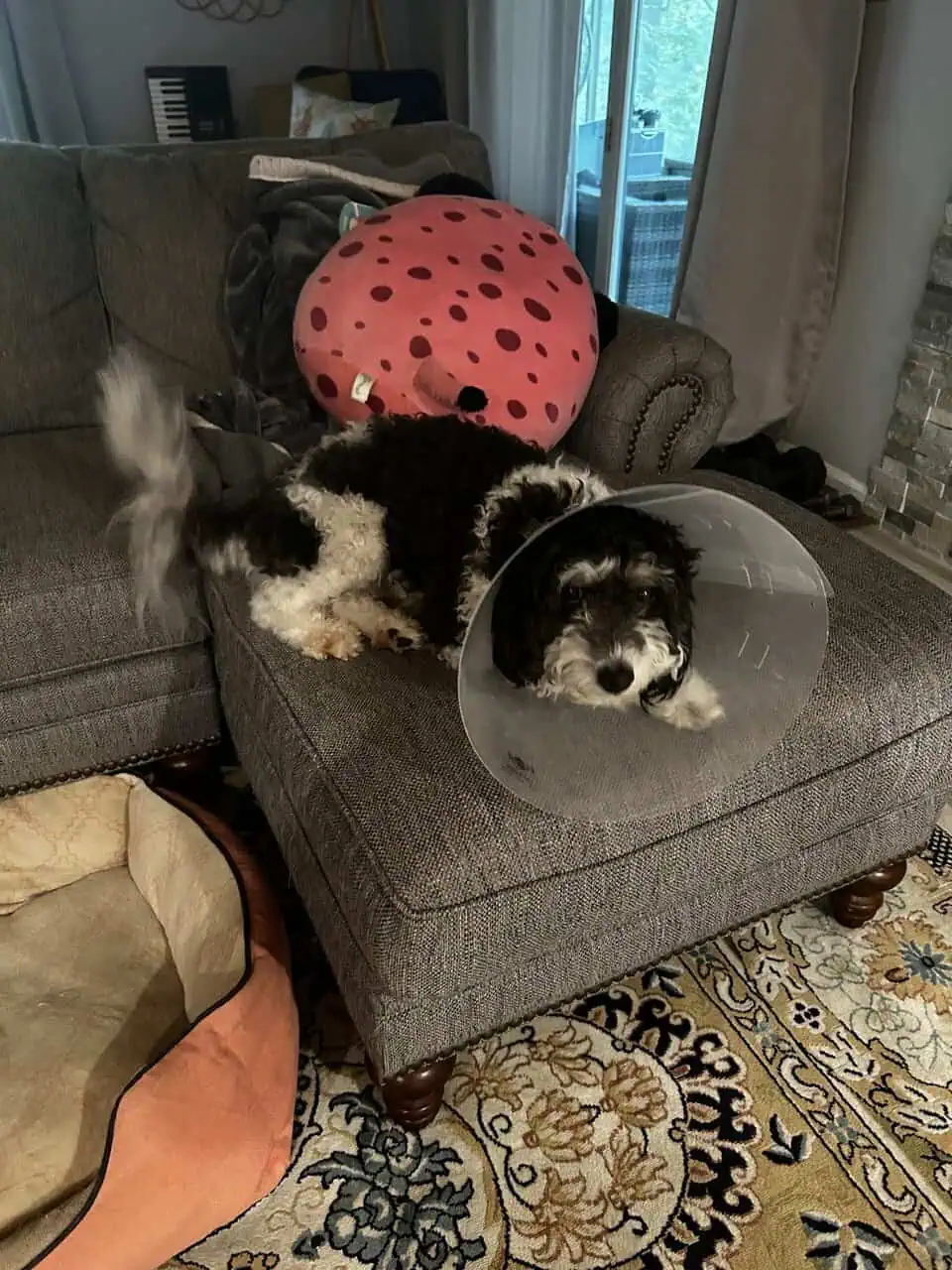 Mini Blue Merle Cavapoo Pups | PetClassifieds.com