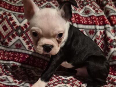 Black and white Boston Terrier puppy