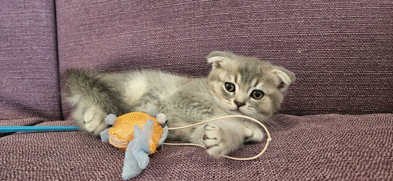 Scottish Fold/Straight cats for sale image 14